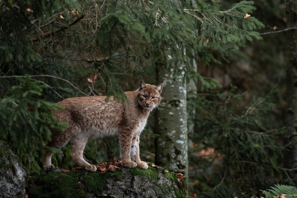 Bobcat How Big 1024x683 