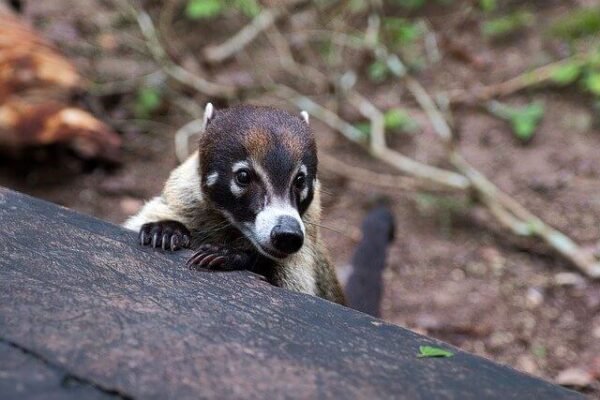 Coatimundi Facts - Are they dangerous? What do they eat?