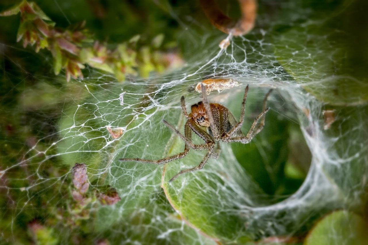 When is spider season? We'll tell you.