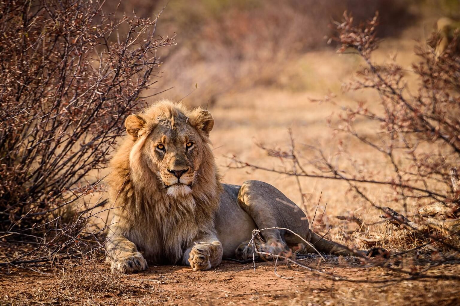Why is the lion king of the jungle? 18 facts about the royal animal!