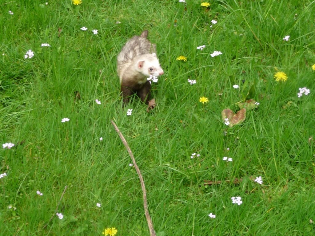 Are-ferrets-weasels