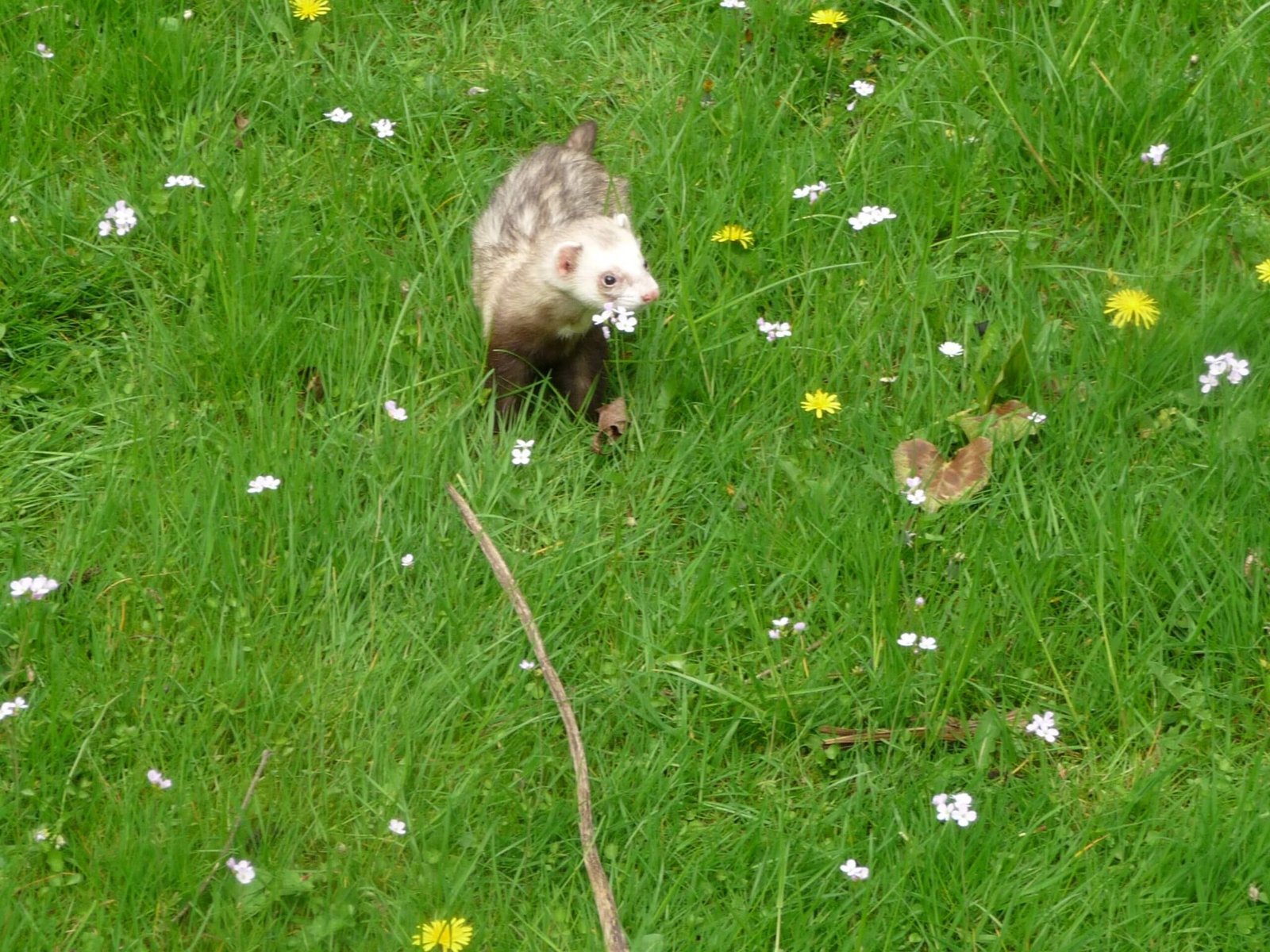 Ferret, Mink, Weasel, Otter, Stoat, and European Polecat, the difference