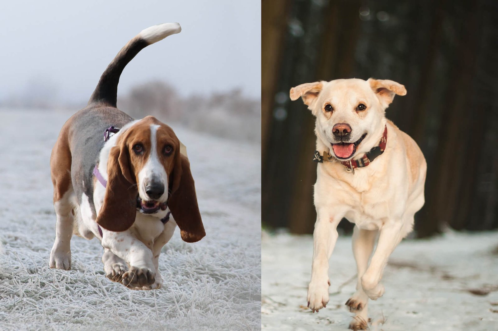 Basset-Hound-Labrador-Mix