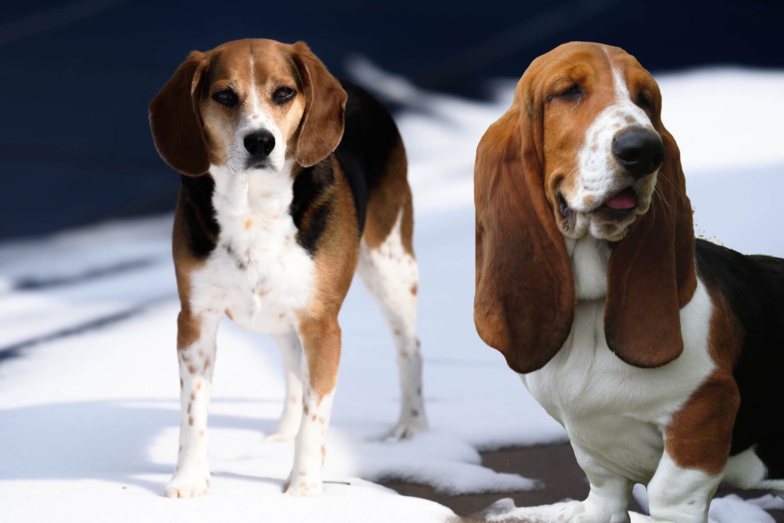 Beagle-vs-Basset-Hound