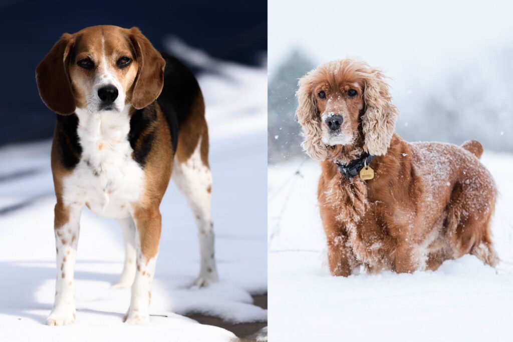 The Bocker A Beagle Cocker Spaniel Mix. And the best dog in the world?