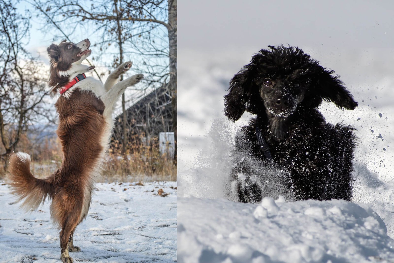 Border-Collie-And-Poodle-Mix