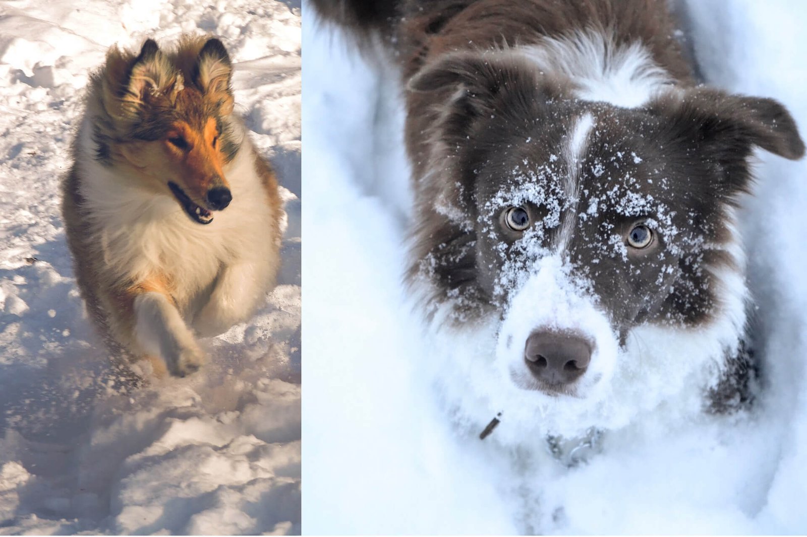 Border-Collie-vs-Rough