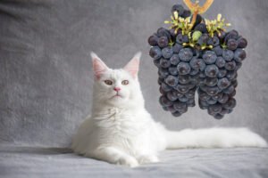 Can-cat-eat-grapes