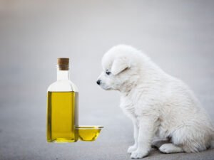Can-dog-eat-olive-oil