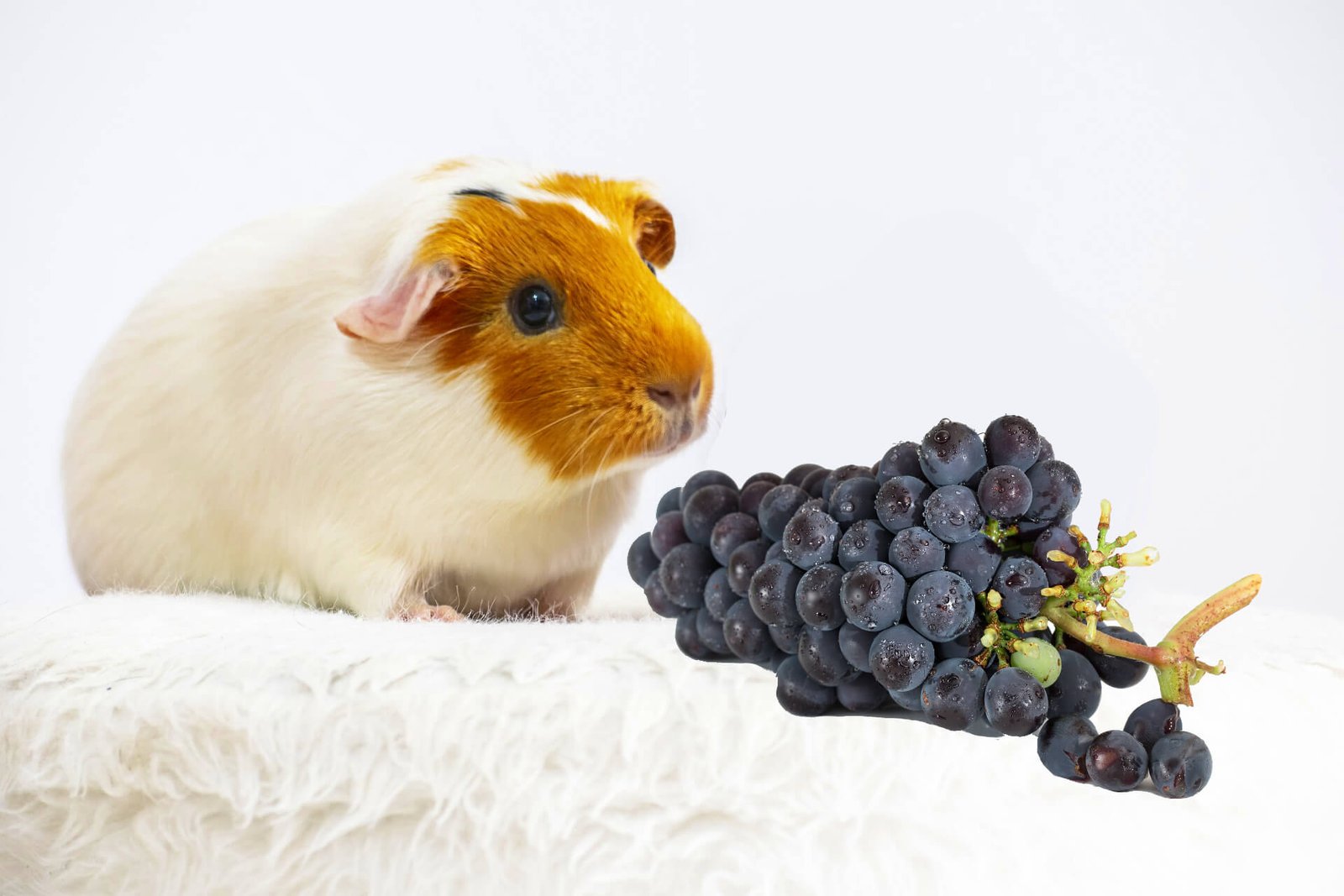 Can-guinea-pig-eat-grapes