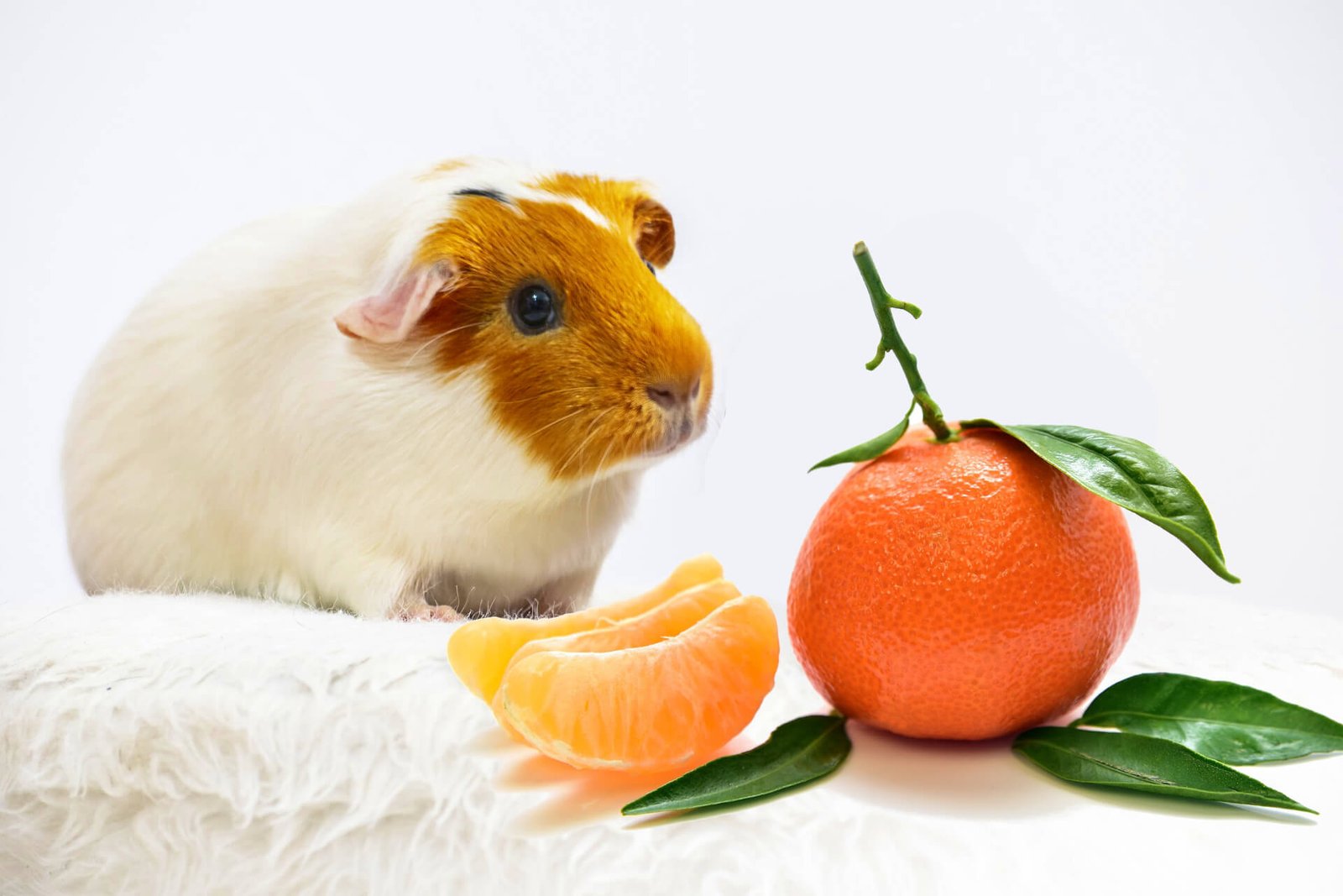 Can-guinea-pigs-eat-mandarin