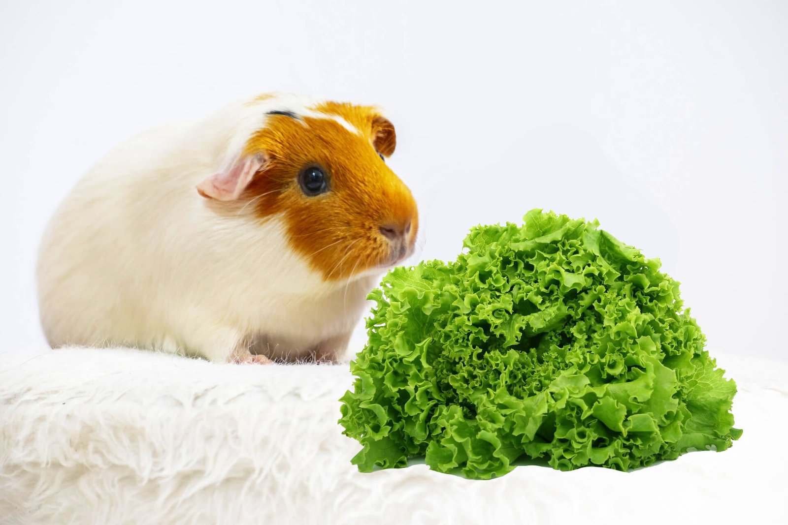 Can-guinea-pigs-eat-vegetables