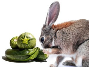 Can-rabbit-eat-Zucchini