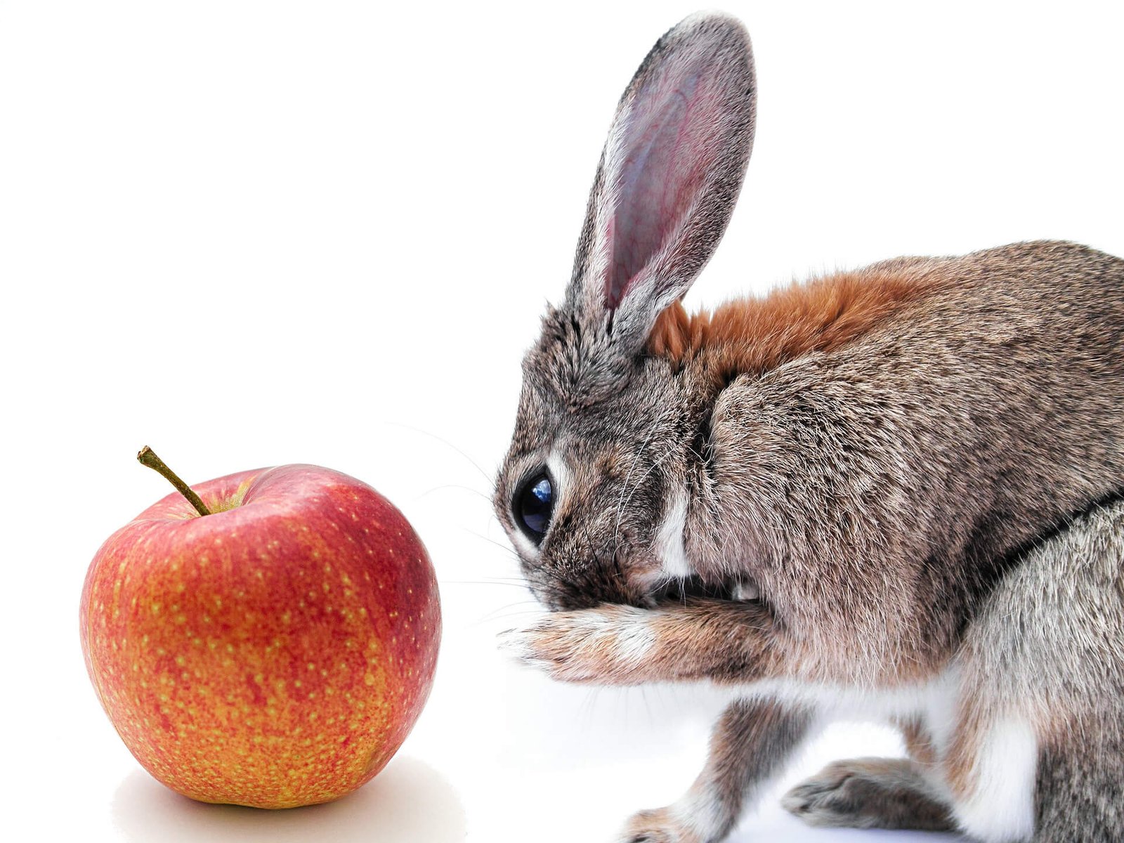 Can-rabbit-eat-apple