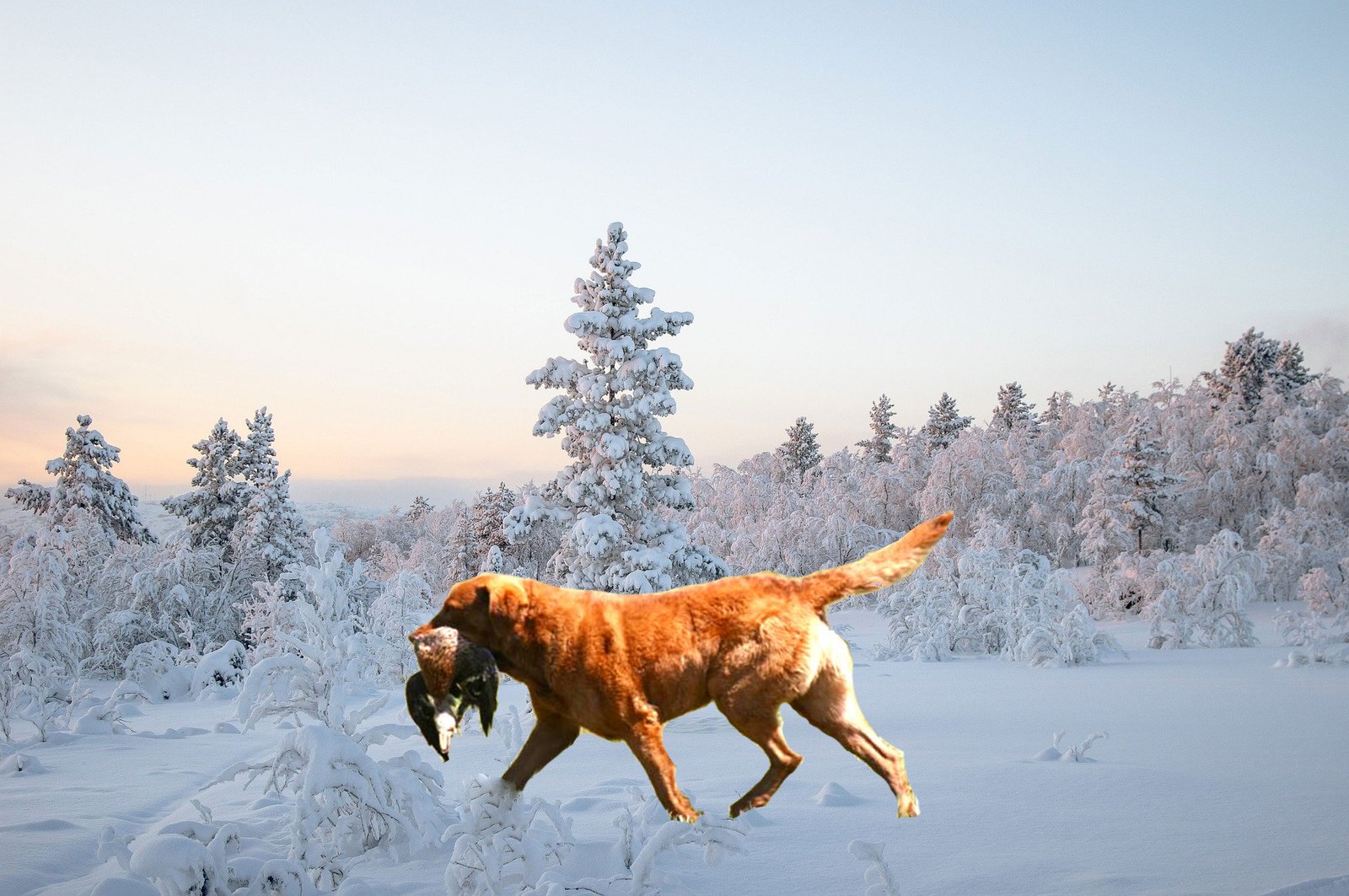 Chesapeake-Bay-Retriever-facts