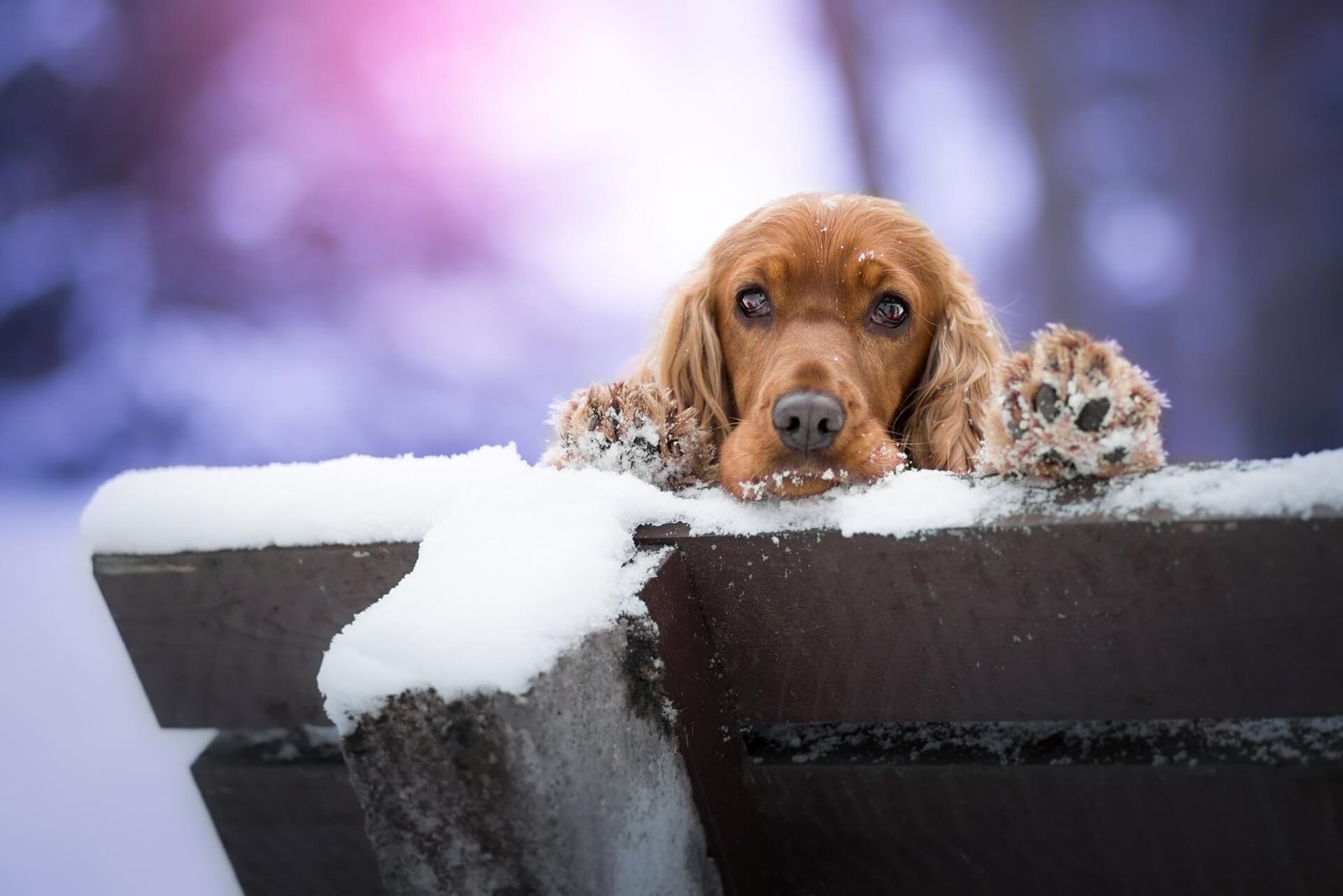 Dachshund-Cocker-Spaniel Mix-Docker