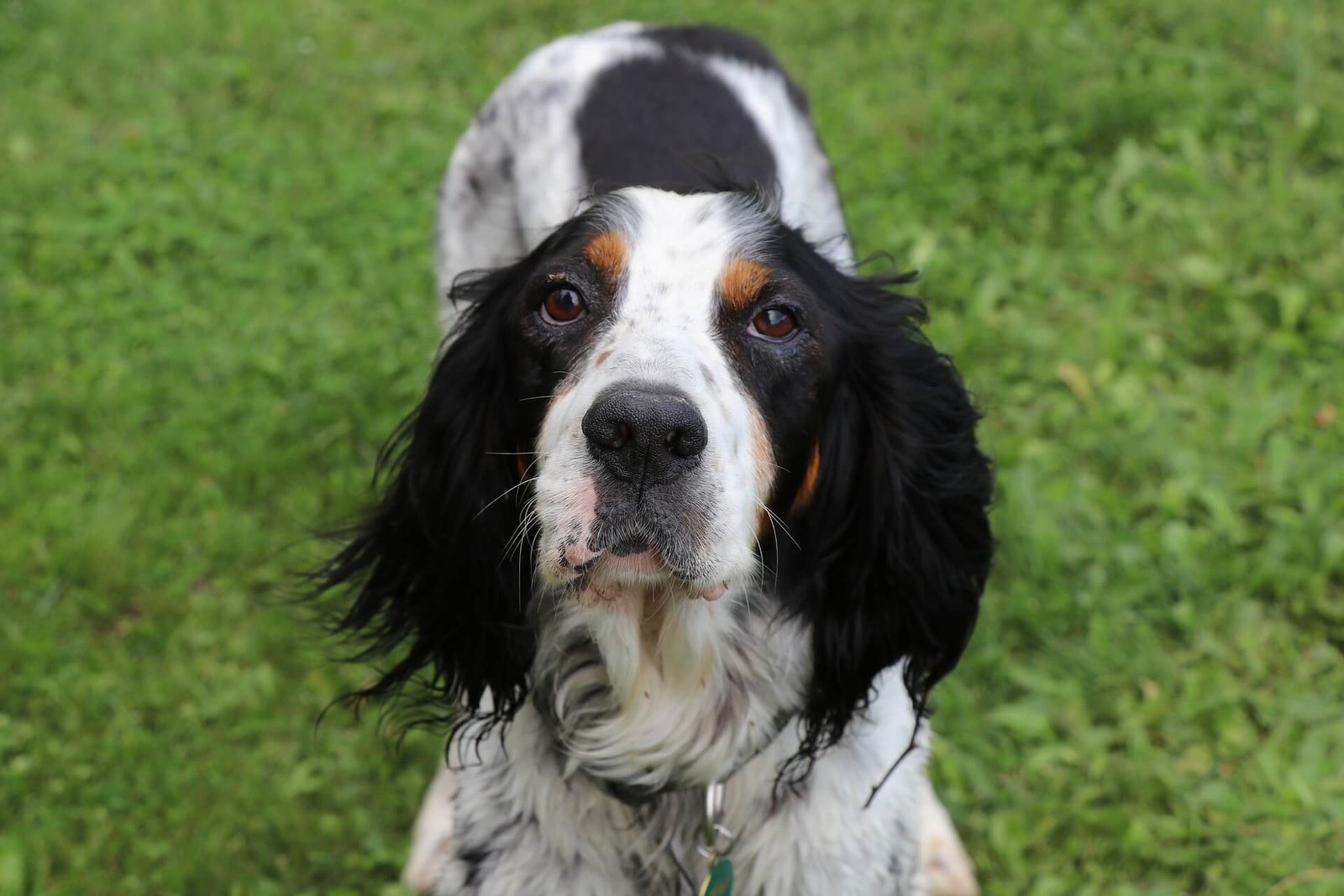 English-Setter-vs-Llewellyn