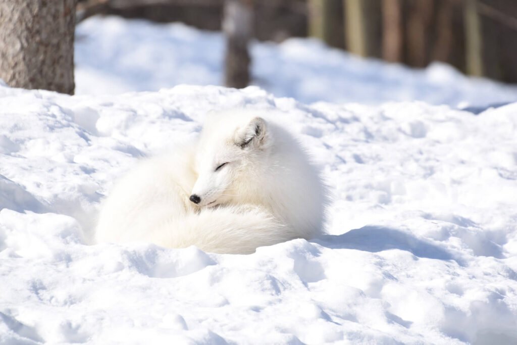 Facts-About-Arctic-Fox