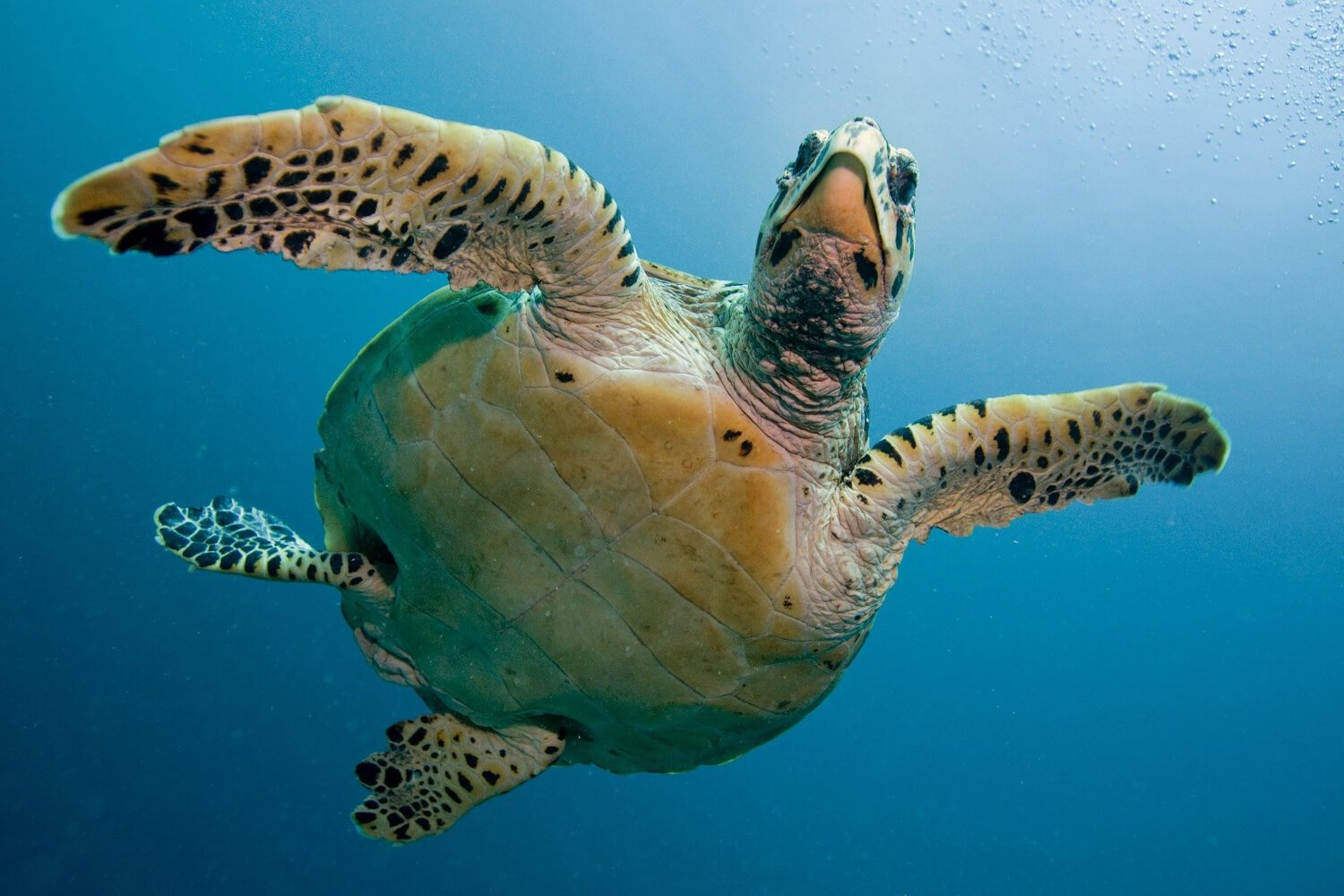 Facts-About-The-Sea-Turtle