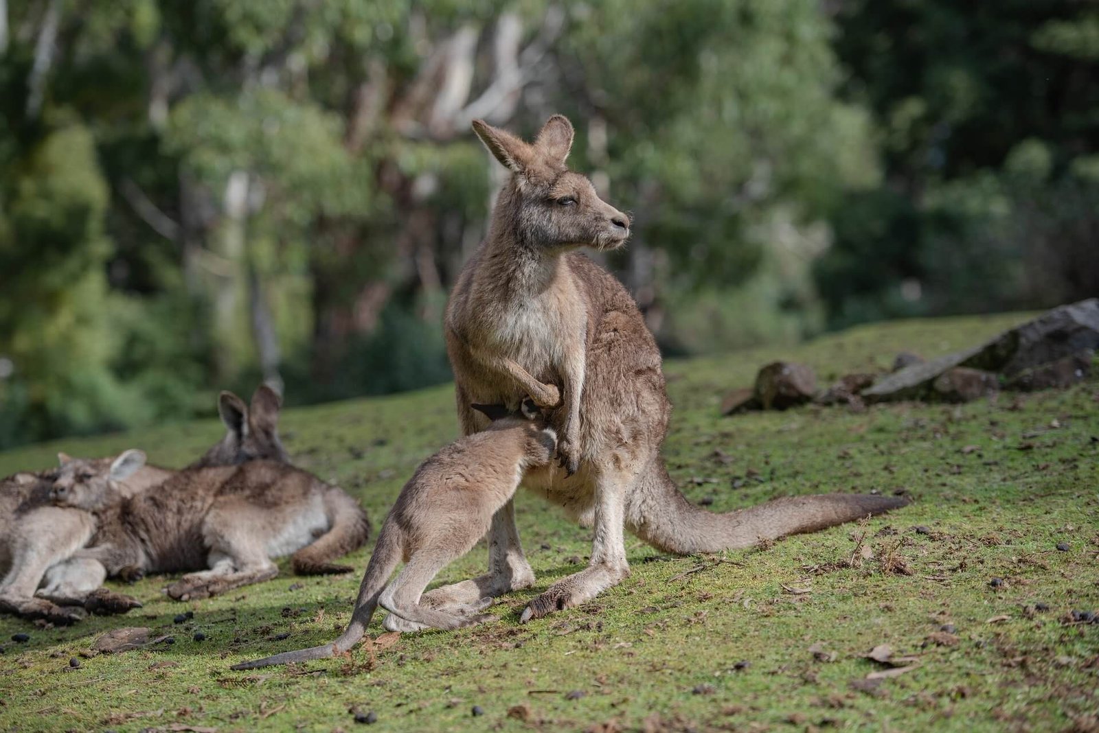 Facts-Red-Kangaroo-of