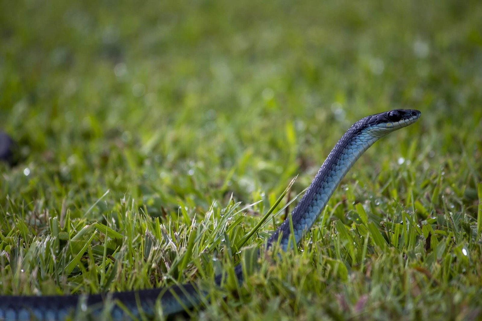 Fastest-Snake-In-The-World