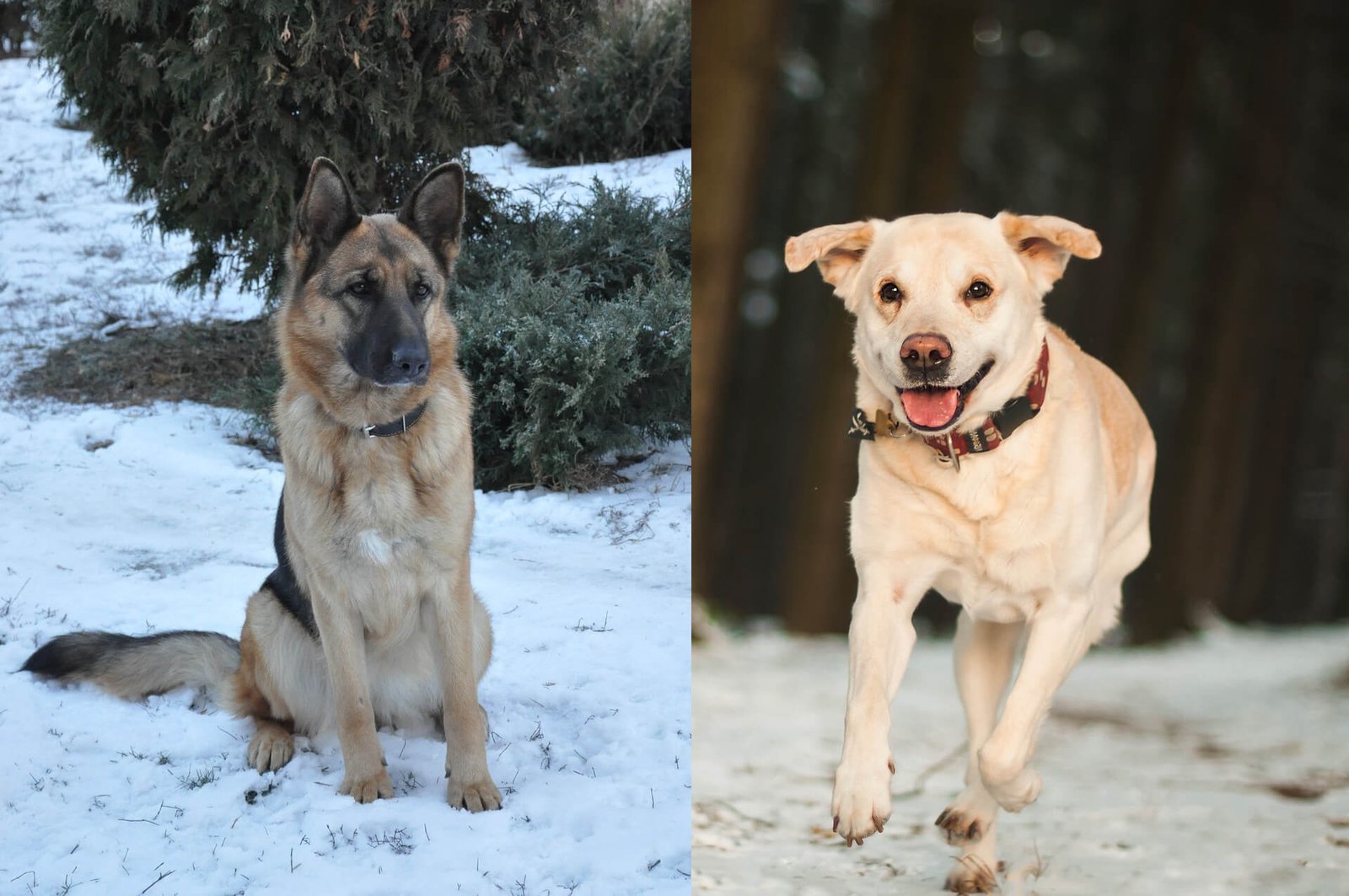 German-Shepherd-And-Lab-Mix