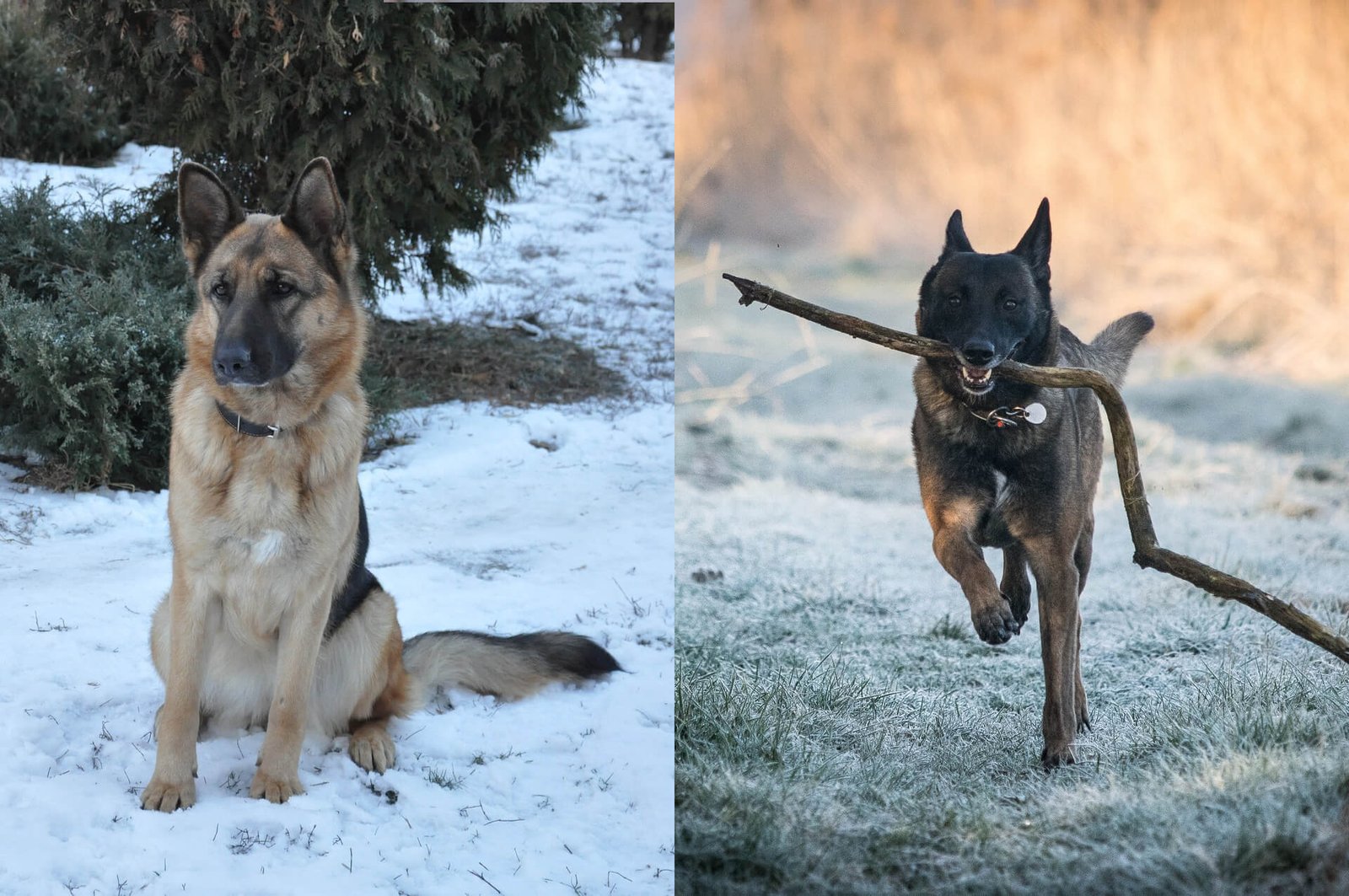 German-Shepherd-Malinois