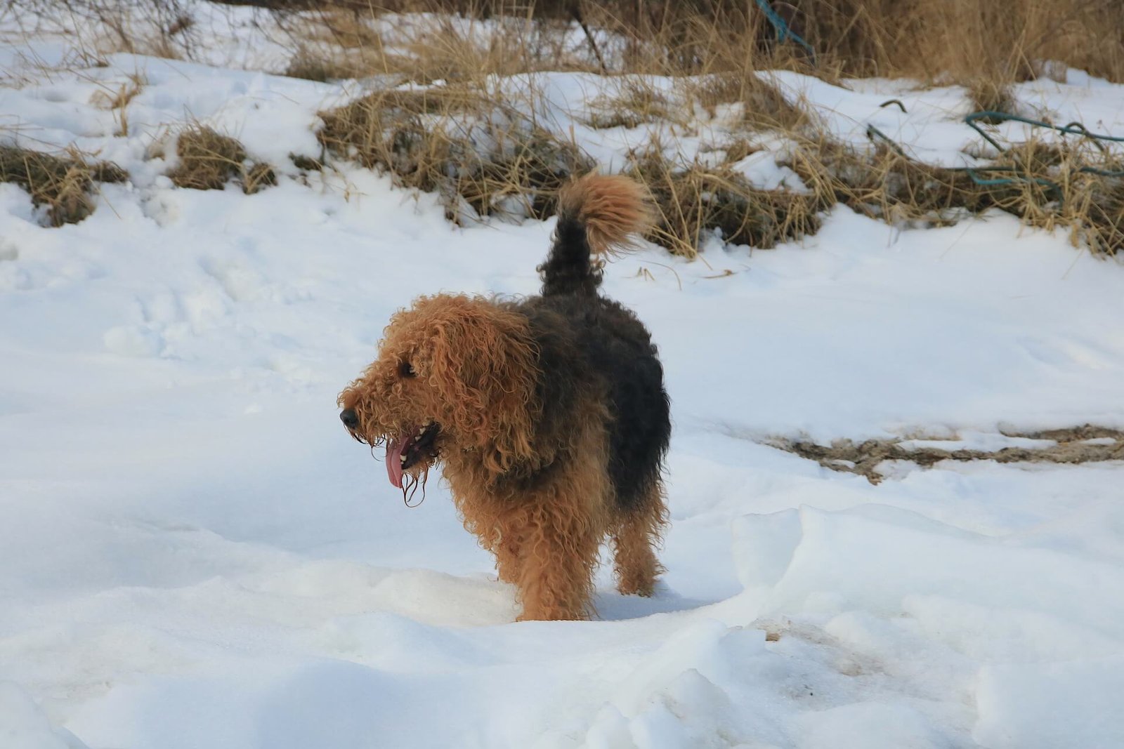 How-much-does-an-airedale-terrier-shed