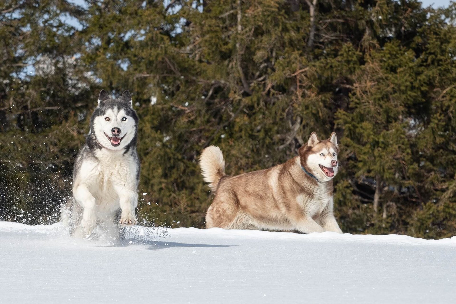 Male-Dog-Names-Huskies