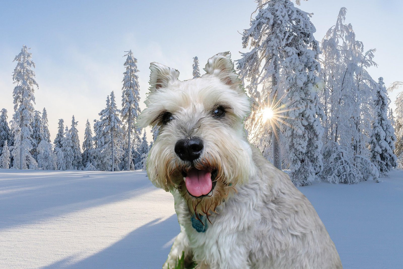 Miniature-Schnauzer-white-tail