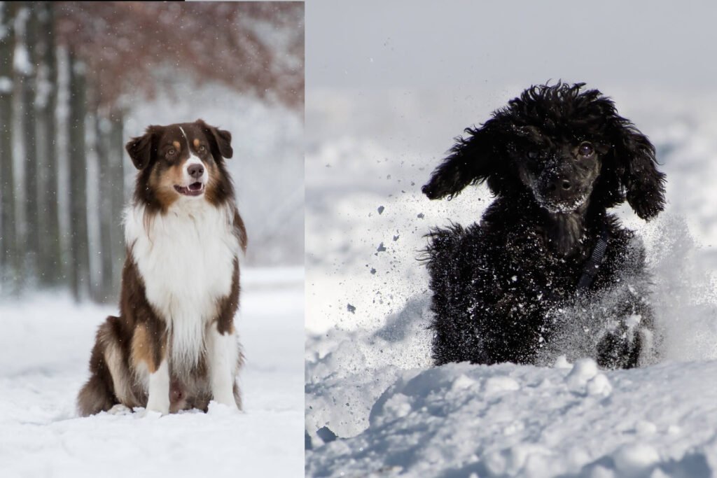 Poodle-mixed-Australian-Shepherd