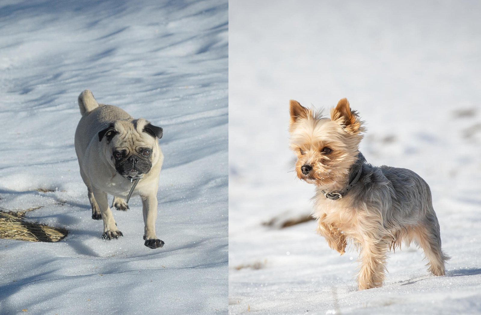 Pug-mix-Yorkie-Pugshire