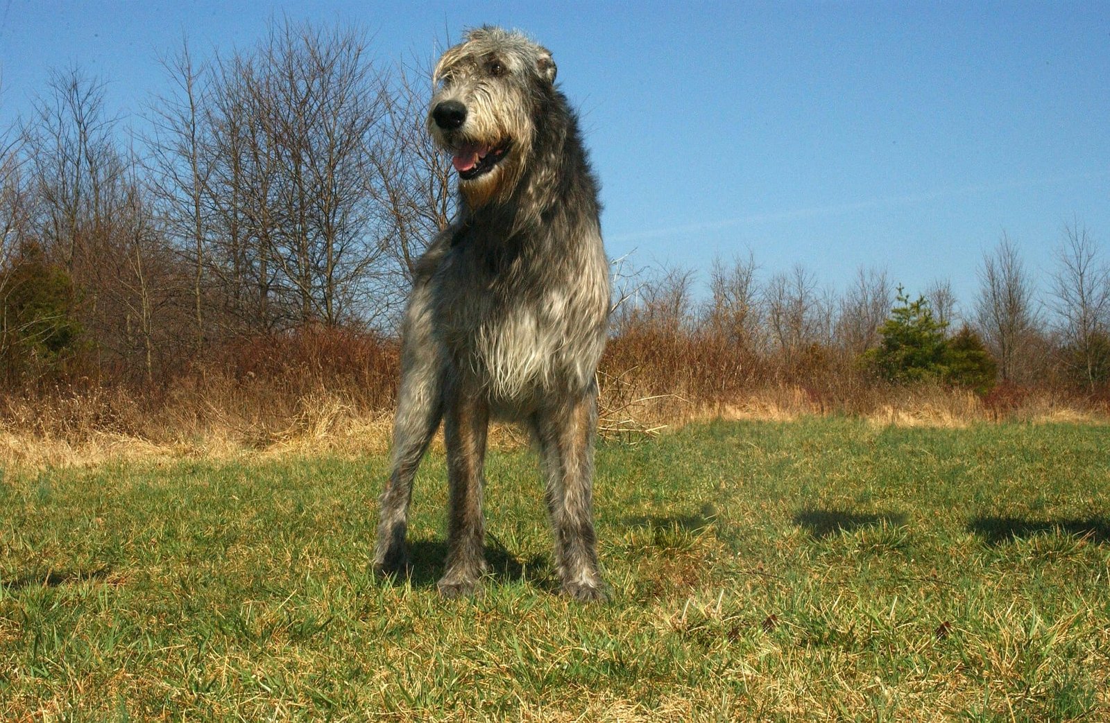 Scottish-Deerhound-vs-Irish-Wolfhound