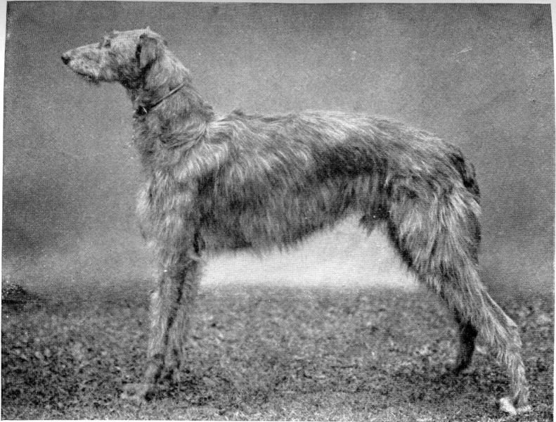 Scottish-deerhound-dog