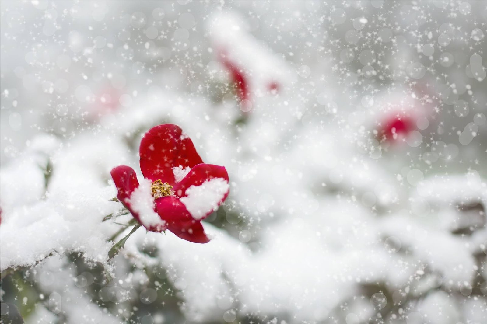 What-are-Christmas-flowers