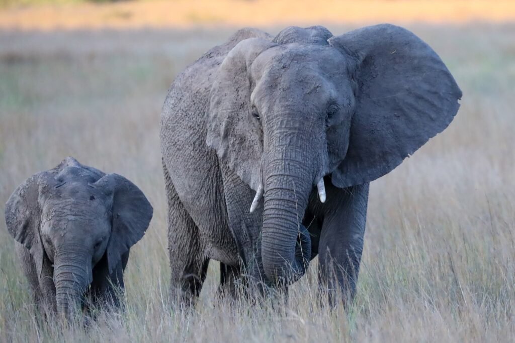 What-are-elephant-babies-called