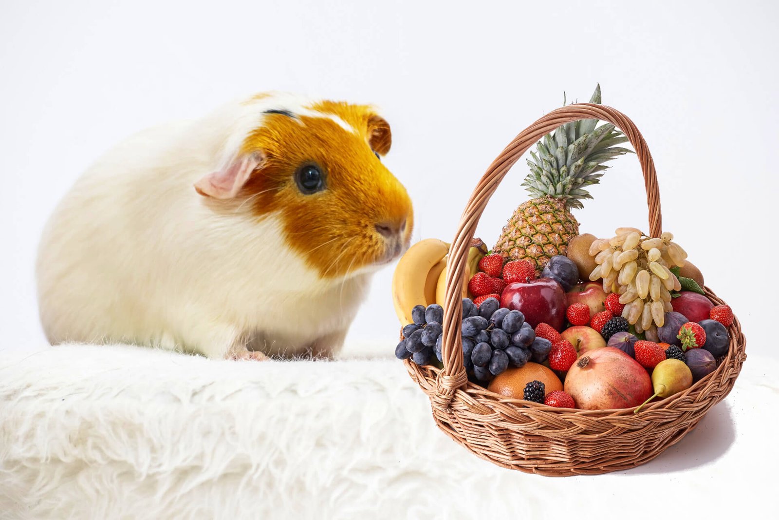 What-fruit-guinea-pigs-eat