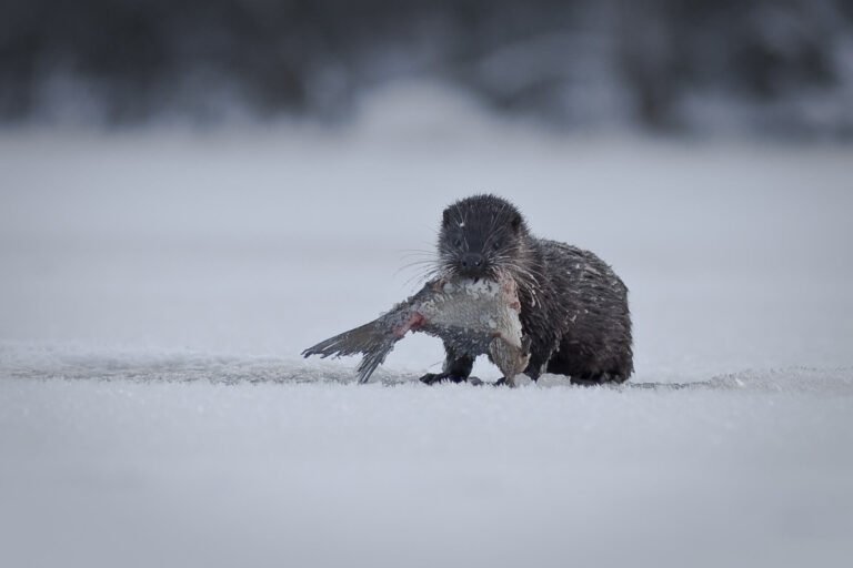 Where-sea-otter-live