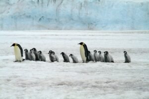 Which-animals-live-Antarctica