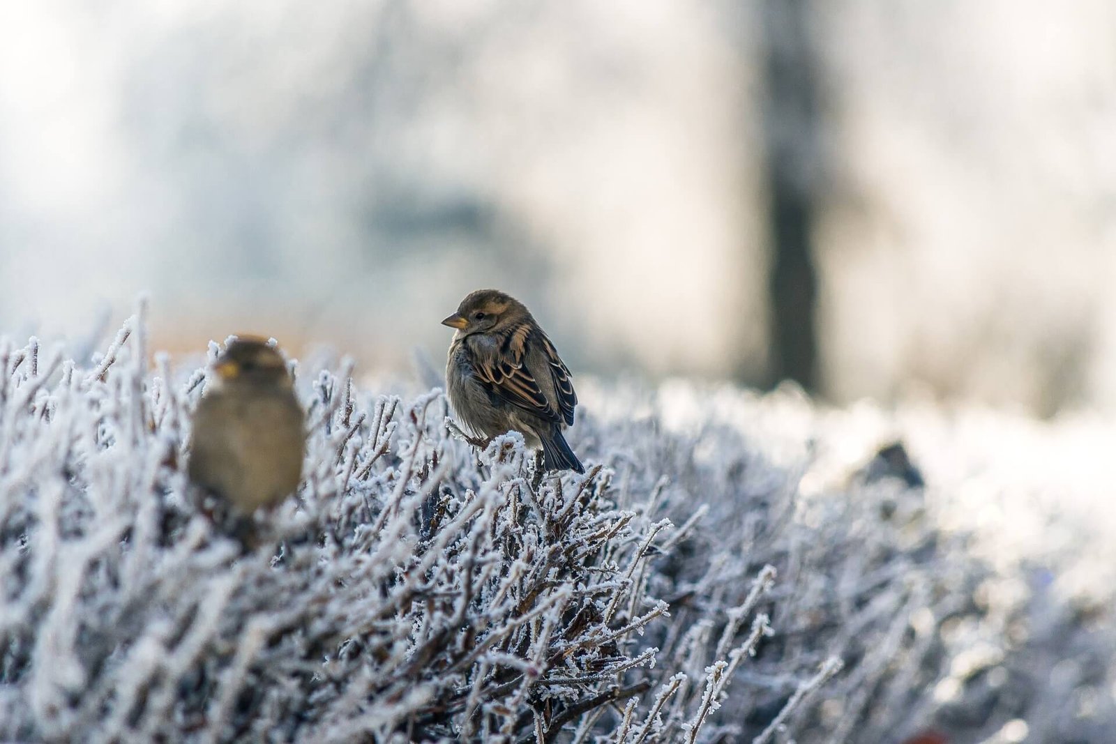 Which-birds-mate-for-life