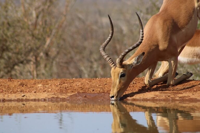 african-animals-look-deer