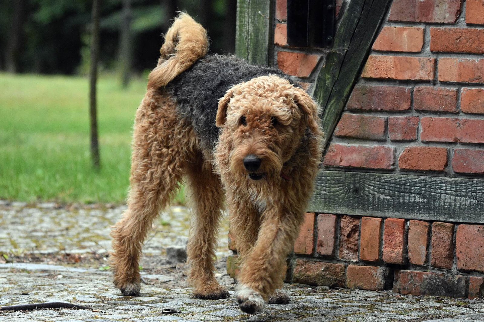 airedale-terrier-hypoallergenic