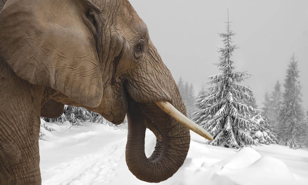 animal-bigger-elephant