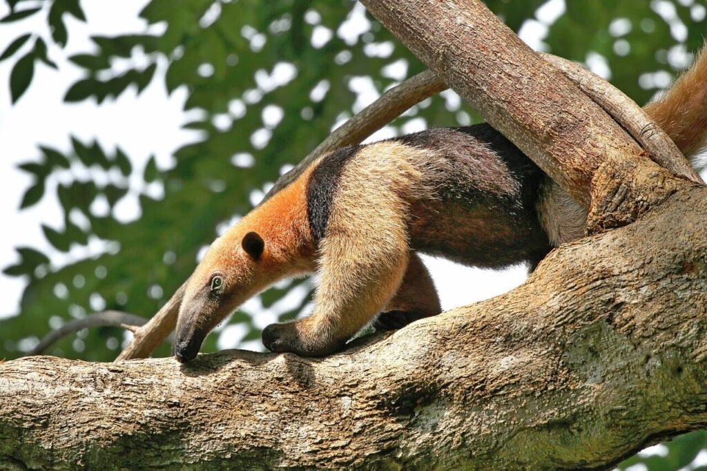 anteater-facts-eat