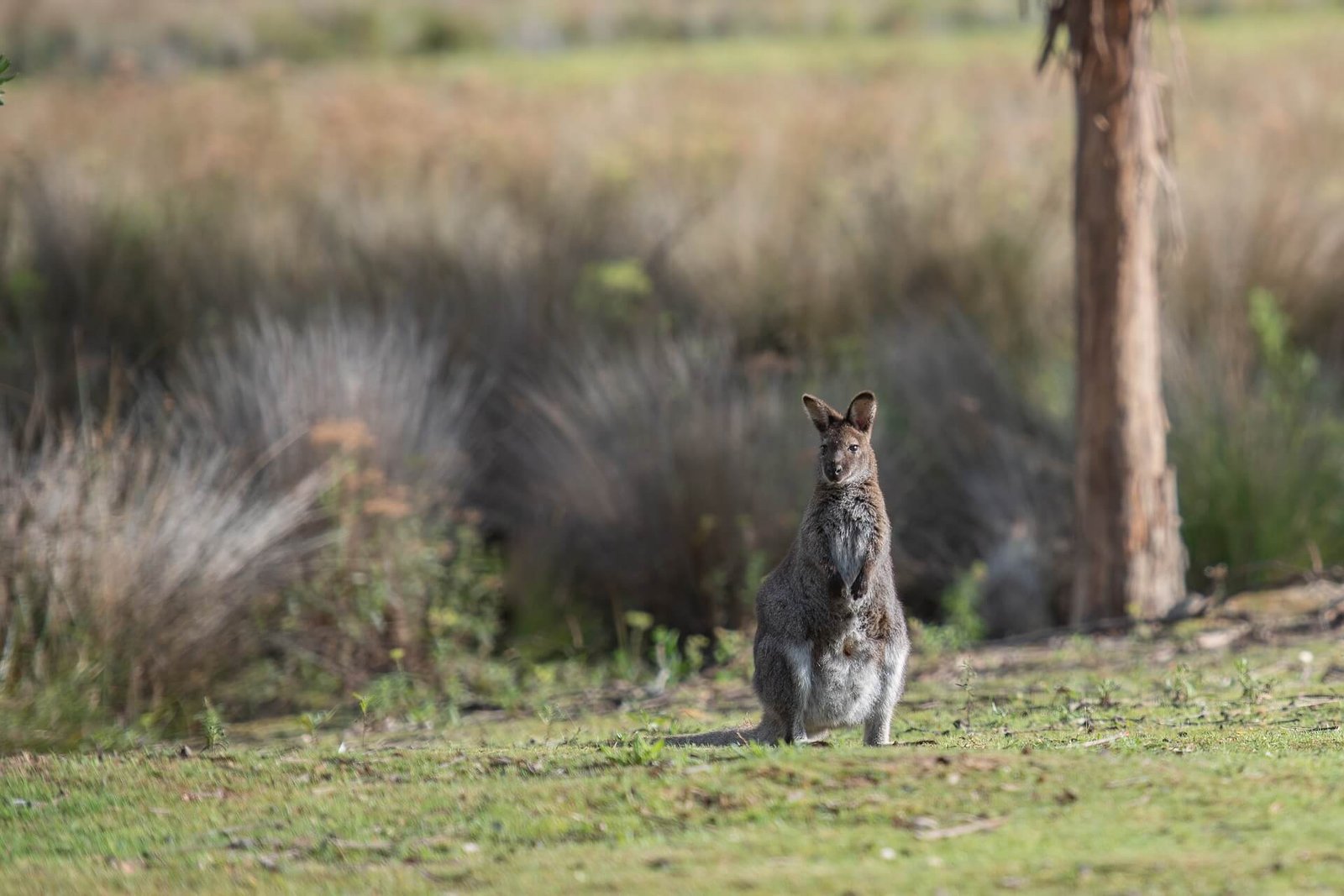 are-wallabies-endangered