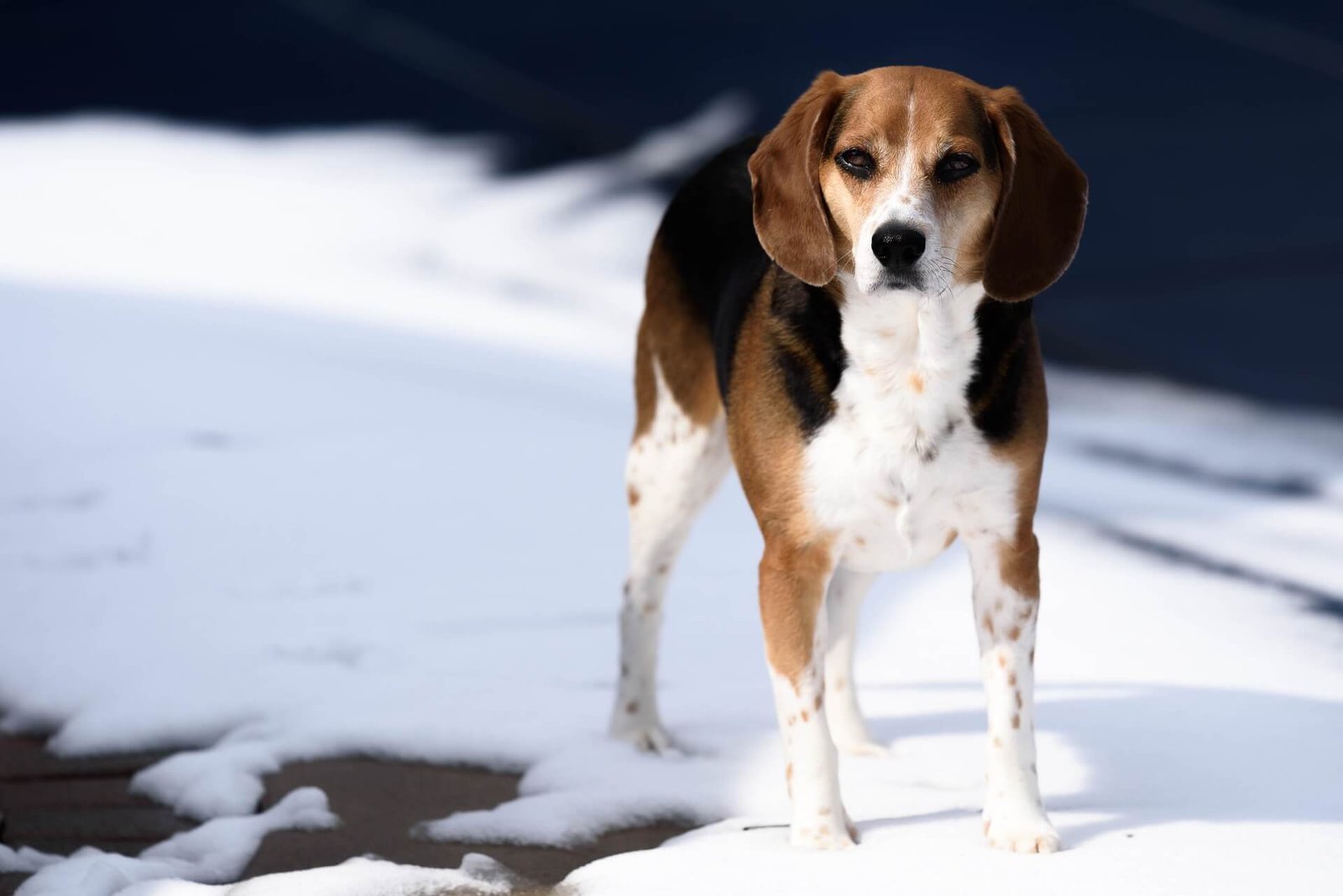 beagle-facts-cute