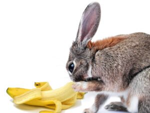 bunny-eat-banana