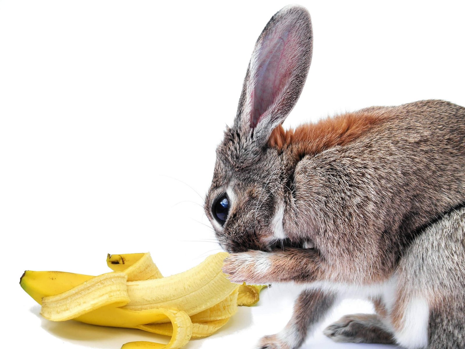 bunny-eat-banana