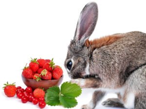bunny-eat-strawberry