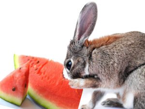 bunny-eat-watermelon